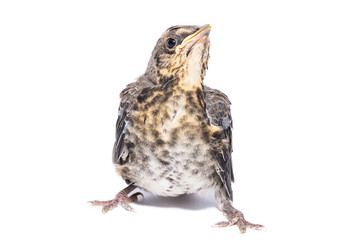 song thrush white background