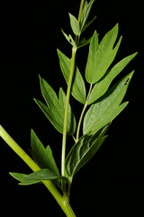 Common Meadow-Rue (Thalictrum flavum). Leaf Closeup