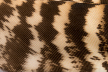 Beautiful Bright White and Brown Feather Close up Detail Texture. Abstract Pattern Background