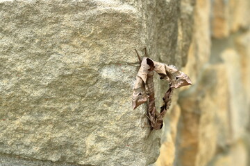 Two mating Eyed hawk-moth (Smerinthus ocellata)