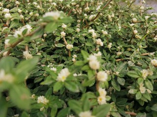 wild strawberry bush