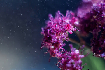 Macro photo of a purple spirea flower with water drops on a blue background