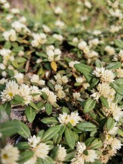 wild strawberry bush