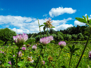 Beautiful wild flowers growing by the pond on a Sunny summer day