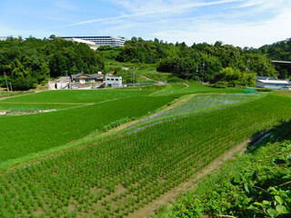 初夏の田園風景 棚田(大阪府茨木市大字佐保にて6月撮影)
