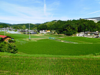 初夏の田園風景 棚田(大阪府茨木市大字佐保にて6月撮影)