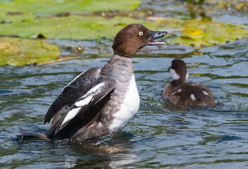 Goldeneye female and male.