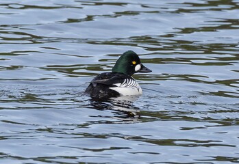 Goldeneye female and male.
