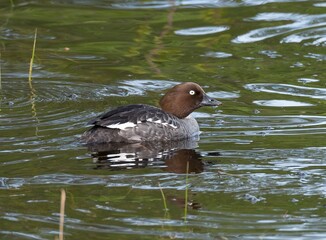 Goldeneye female and male.
