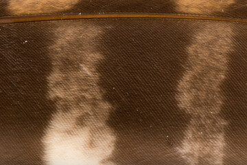 Beautiful Bright Brown, Orange, Black and White Barn Owl (Tyto alba) Feather Close up Detail...