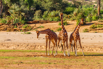 Three Reticulated Giraffes (Giraffa camelopardalis reticulata), bowing long necks and legs in sunny Samburu National Reserve, Kenya, Africa. Funny animals performing for camera in chorus line
