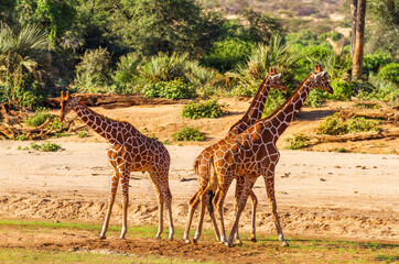 Naklejka na ściany i meble Three Reticulated Giraffes (Giraffa camelopardalis reticulata), funny wildlife making me smile on safari vacation in Samburu National Reserve, Kenya, Africa. 