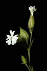 White Campion (Silene latifolia). Female Inflorescence Closeup