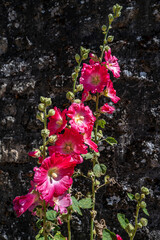 grandes fleurs rouges devant un mur de pierres