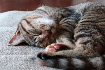 A youg cat is sleeping.
