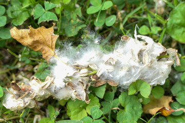macro of populus seeds on the ground. 