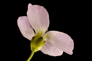 Fototapeta premium Cuckooflower (Cardamine pratensis). Flower Closeup