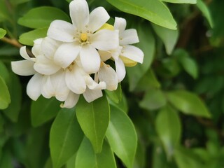 white flower of a tree