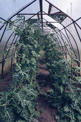 growing watermelons inside of greenhouse