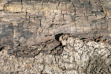 Oak wood texture, old dry trunk