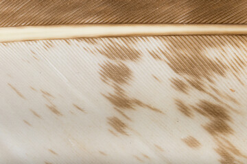 Beautiful Bright Brown, Orange, Black and White Barn Owl (Tyto alba) Feather Close up Detail Texture. Abstract Pattern Background