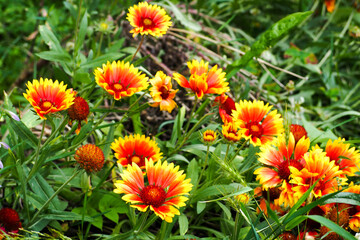 many perennial yellow buds with red gaillardia on a green background on a summer day