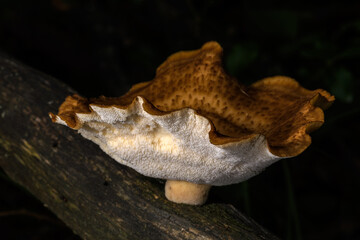 Close-up view of stump mushroom, on a tree
