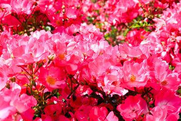 on a summer day, the Park is full of small rosebuds . the pink buds of wild roses