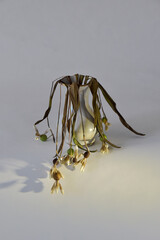 Dried snowdrops in a vase cast a shadow on a white background