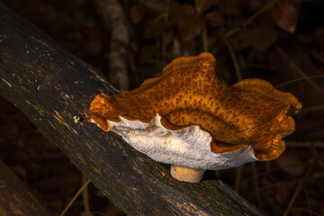 Close-up view of stump mushroom, on a tree