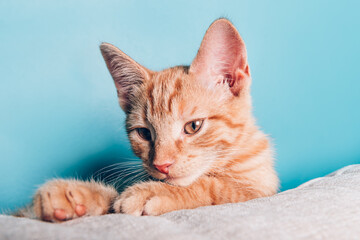 Fototapeta na wymiar Cute little red kitten sits in the beige sofa in the living room with blue walls as background