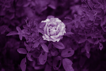 pink rose on black background