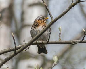 Thrush fieldberry.
