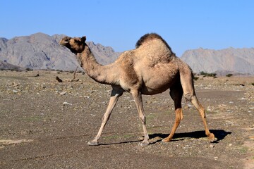 A camel in the Dubai desert