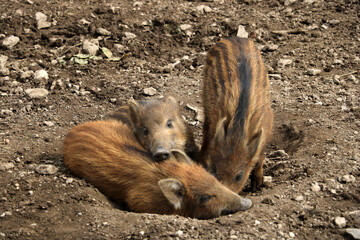 Red small wild boar pig lies on the ground.