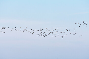 birds flying in the sky on blue background
