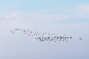 birds flying in the sky on blue background
