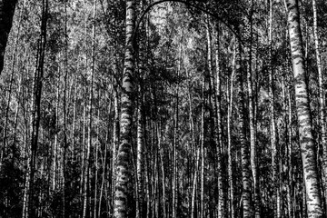 Fototapeta premium березы