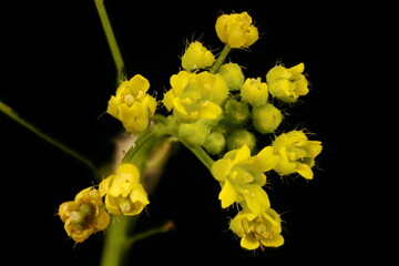 Wood Whitlowgrass (Draba nemorosa). Inflorescence Closeup