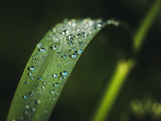 Fresh green leaves closeup with dew drops in the shadow. Nature background