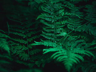 Dark green fern leaves in the forest close-up