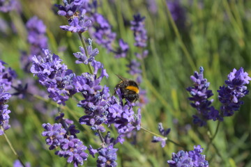 Lone Bumblebee