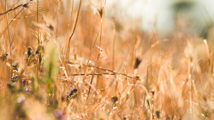 Obraz premium Dry spikes and grass in early summer