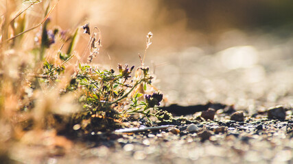 Dry spikes and grass in early summer