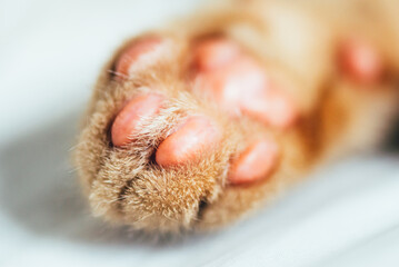 Close up image of tine pink paws of ginger kitten, it sleeps on the sofa