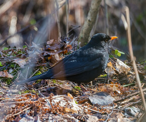 Blackbird male and female on the nest.