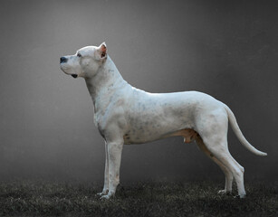 White Argentine dogo in profile with gray background