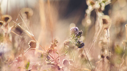 Dry spikes and grass in early summer