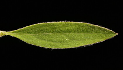 Bridal Spray (Spiraea x arguta). Leaf Closeup