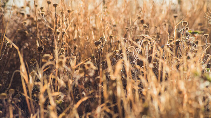 Dry spikes and grass in early summer